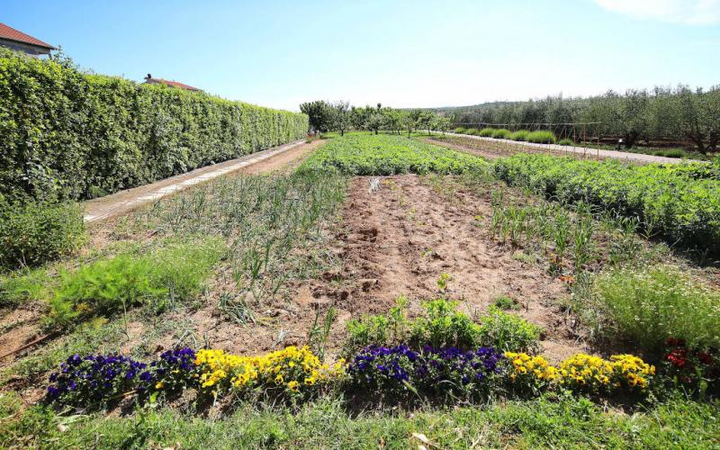 asparagus harvest, ravni kotari